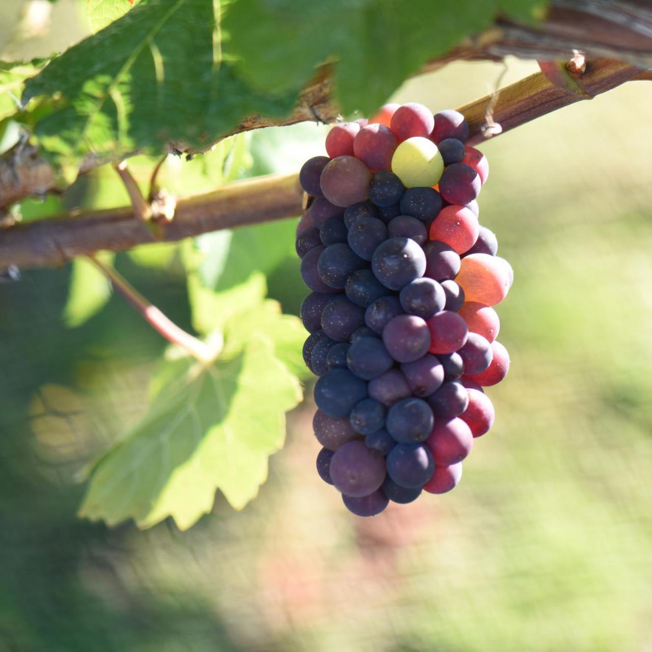 Grey Ridge Vineyard Experience Bed and Breakfast Alexandra Buitenkant foto