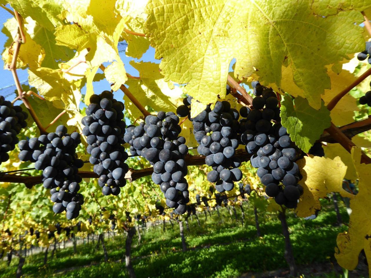 Grey Ridge Vineyard Experience Bed and Breakfast Alexandra Buitenkant foto